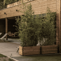 Bacs de jardin en bois rectangulaires plantés de bambous, servant de brise-vue sur une terrasse moderne en bois