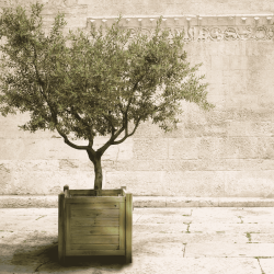 Bac Olivier en bois - 100 x 100 x 100 cm