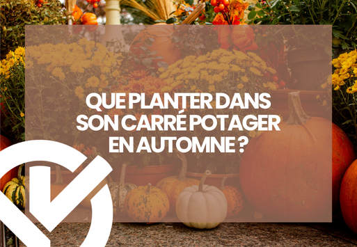 Que mettre dans un carré potager en automne ?
